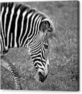 Zebra Black And White Canvas Print