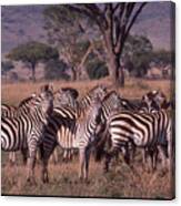 Zebra Herd Canvas Print