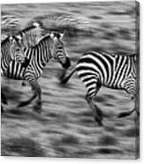 Zebra Motion 2 Monochrome Canvas Print