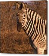 Zebra Portrait At Sunset Canvas Print