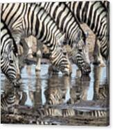 Zebras At Chudob Waterhole Canvas Print