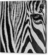 Zebra's Eye Canvas Print