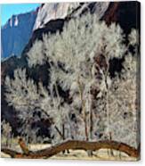 Zion National Park Riverside Trees Canvas Print