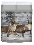 Caribou Running In Snow Alaska Duvet Cover Caribou Running In Snow Alaska Duvet Cover