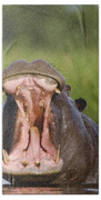 Hippo Displaying Bath Towel Hippo Displaying Bath Towel