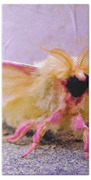 Rosy Maple Moth - Dryocampa Rubicunda Photograph by THERESA Nye - Fine Art  America