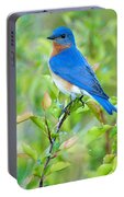 Portable bluebird