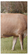 Jersey Cow In Pasture Beach Towel