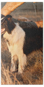 Border Collie At Sunset Beach Towel by Michelle Wrighton