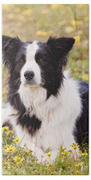 Border Collie In Field Of Yellow Flowers Beach Towel by Michelle Wrighton