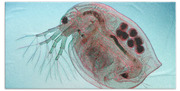 Water Flea Daphnia Magna Beach Towel Water Flea Daphnia Magna Beach Towel