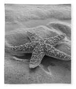 Five Star Fish Photograph by B Knapp - Fine Art America
