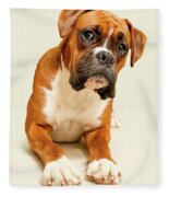 Boxer Dog On Ivory Backdrop Photograph by Danny Beattie Photography ...
