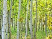 Aspen Tree Forest Autumn Time Jigsaw Puzzle Aspen Tree Forest Autumn Time Jigsaw Puzzle