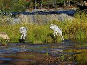 Wolves looking over the edge of a waterfall on the Kettle River Photograph  by Reimar Gaertner - Fine Art America
