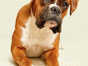 Boxer Dog On Ivory Backdrop Photograph by Danny Beattie Photography ...