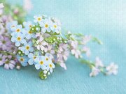 Forget Me Not And Wild Thyme Flowers Photograph by Isabelle Lafrance ...