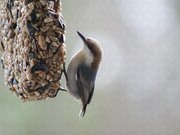 Brown-headed Nuthatch Jigsaw Puzzle Brown-headed Nuthatch Jigsaw Puzzle