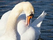 Swan Small Jigsaw Puzzle 