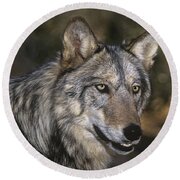 Gray Wolf Portrait Endangered Species Wildlife Rescue Photograph by ...