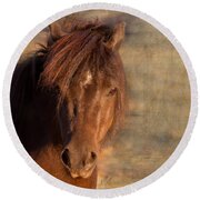 Shetland Pony At Sunset Round Beach Towel by Michelle Wrighton