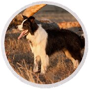 Border Collie At Sunset Round Beach Towel by Michelle Wrighton