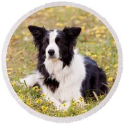 Border Collie In Field Of Yellow Flowers Round Beach Towel by Michelle Wrighton