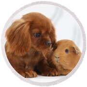 Ruby Cavalier King Charles Spaniel Pup Throw Pillow by Mark Taylor - Fine  Art America