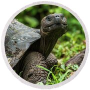 https://render.fineartamerica.com/images/rendered/small/flat/round-beach-towel/images/artworkimages/medium/1/galapagos-giant-tortoise-looking-straight-at-camera-nick-dale.jpg?transparent=0&targetx=0&targety=-196&imagewidth=788&imageheight=1180&modelwidth=788&modelheight=788&backgroundcolor=101006&orientation=0&producttype=beachtowelround&imageid=8385997