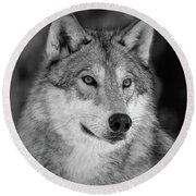 Grey Wolf BW Portrait Photograph by Athena Mckinzie - Fine Art America