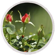Red Rose Buds by Monique Grant