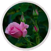 Tiffany Pink Rose Buds Photograph by Emerald Studio Photography - Pixels