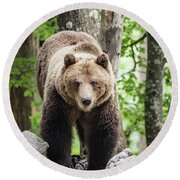 European Brown Bear Alpha Male In Karst Forest, Slovenia T-Shirt