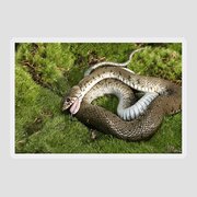 Grass Snake Playing Dead Photograph by M. Watson - Fine Art America