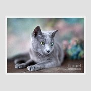 Russian Blue Sticker Russian Blue Sticker