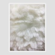 White fur background Photograph by Tom Gowanlock - Fine Art America