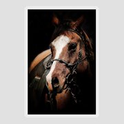 Shadowed Horse Photograph by Athena Mckinzie - Fine Art America