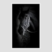 Friesian Horse Shadow Profile Photograph by Athena Mckinzie - Fine Art ...