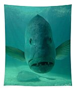 Funny Fish Face Tapestry by Amy Cicconi - Fine Art America