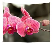Orchid - It takes two to tango Photograph by Mike Savad - Fine Art America