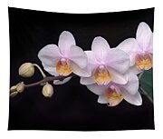 Phalaenopsis Orchid Photograph by Dave Mills | Fine Art America