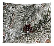 Frosted Pine Cone Photograph by Jennifer Forsyth - Fine Art America