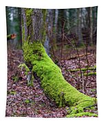 Lush Bright Green Moss On A Tree Trunk #6 by Gatis Osenieks
