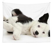 Border Collie Dog & Puppies Sleeping with Santa Throw Pillow 14x14 
