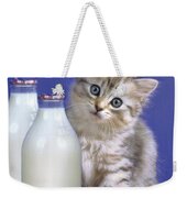 Kitten And Milk Photograph by MGL Meiklejohn Graphics Licensing - Fine