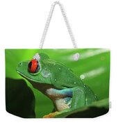 Red Eyed Tree Frog Photograph by David Freuthal | Fine Art America