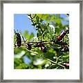 A Swarm Of Red And Black Blister Beetles On Honeysuckle Framed Print