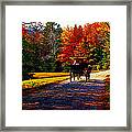 Acadia National Park Carriage Trail Fall Framed Print