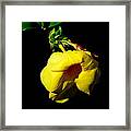 All Yellow Framed Print