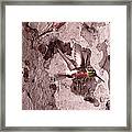 Anna's Hummingbirds Framed Print